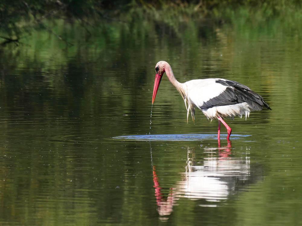 Cigogne blanche Ciconia ciconia (Linnaeus, 1758)