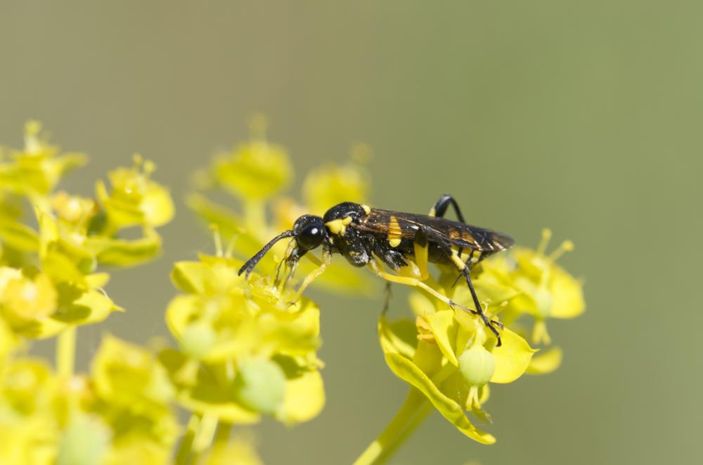 Mouche-à-scie à trois bandes jaunes Macrophya montana (Scopoli, 1763)