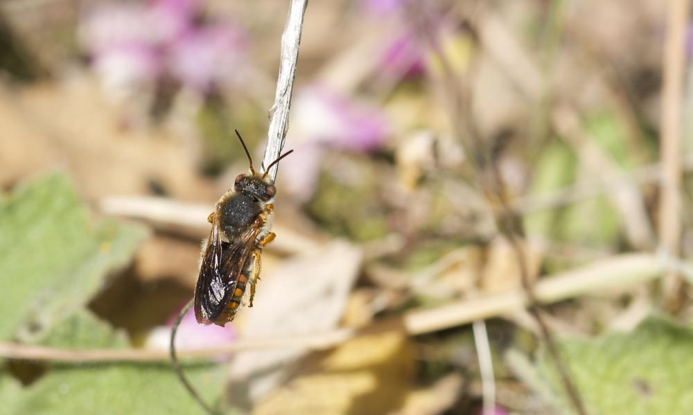  Rhodanthidium sticticum (Fabricius, 1787)