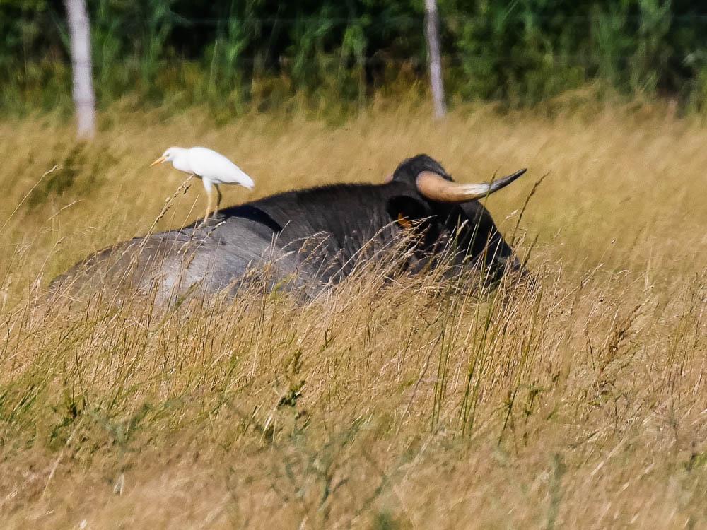 Héron garde-boeufs Bubulcus ibis (Linnaeus, 1758)