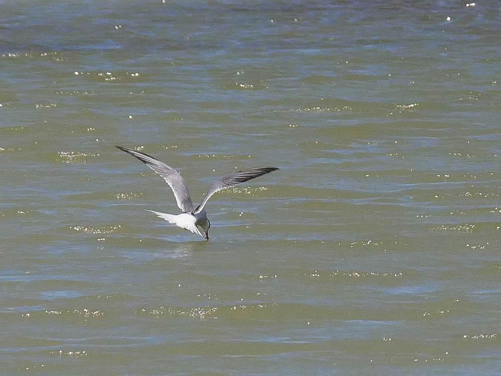 Sterne pierregarin Sterna hirundo Linnaeus, 1758