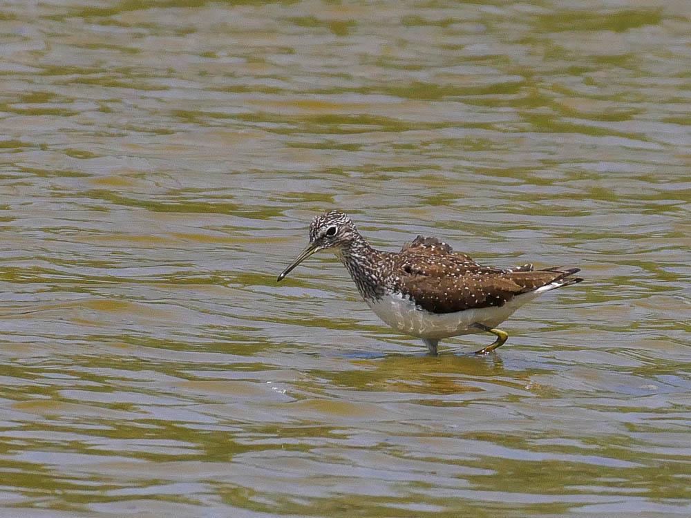 Chevalier culblanc Tringa ochropus Linnaeus, 1758
