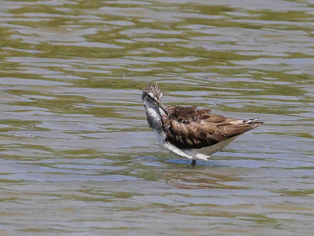 Chevalier culblanc Tringa ochropus Linnaeus, 1758