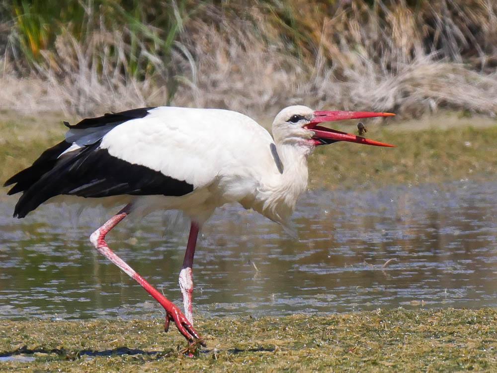 Cigogne blanche Ciconia ciconia (Linnaeus, 1758)