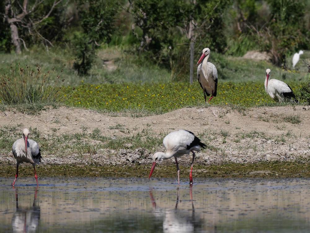 Cigogne blanche Ciconia ciconia (Linnaeus, 1758)