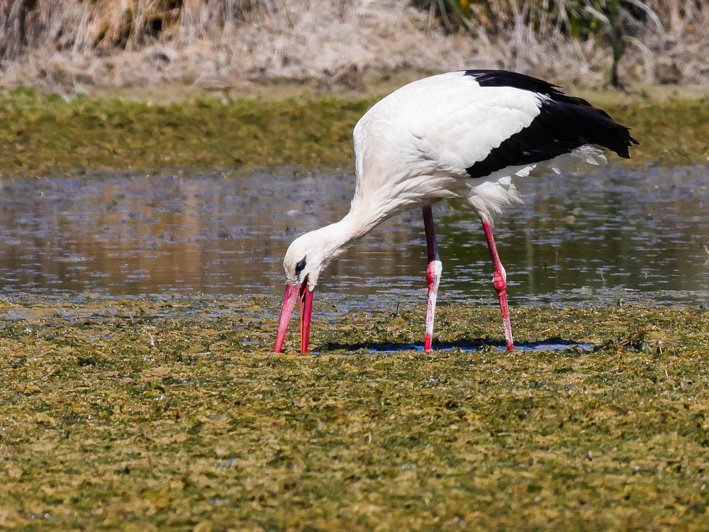 Cigogne blanche Ciconia ciconia (Linnaeus, 1758)