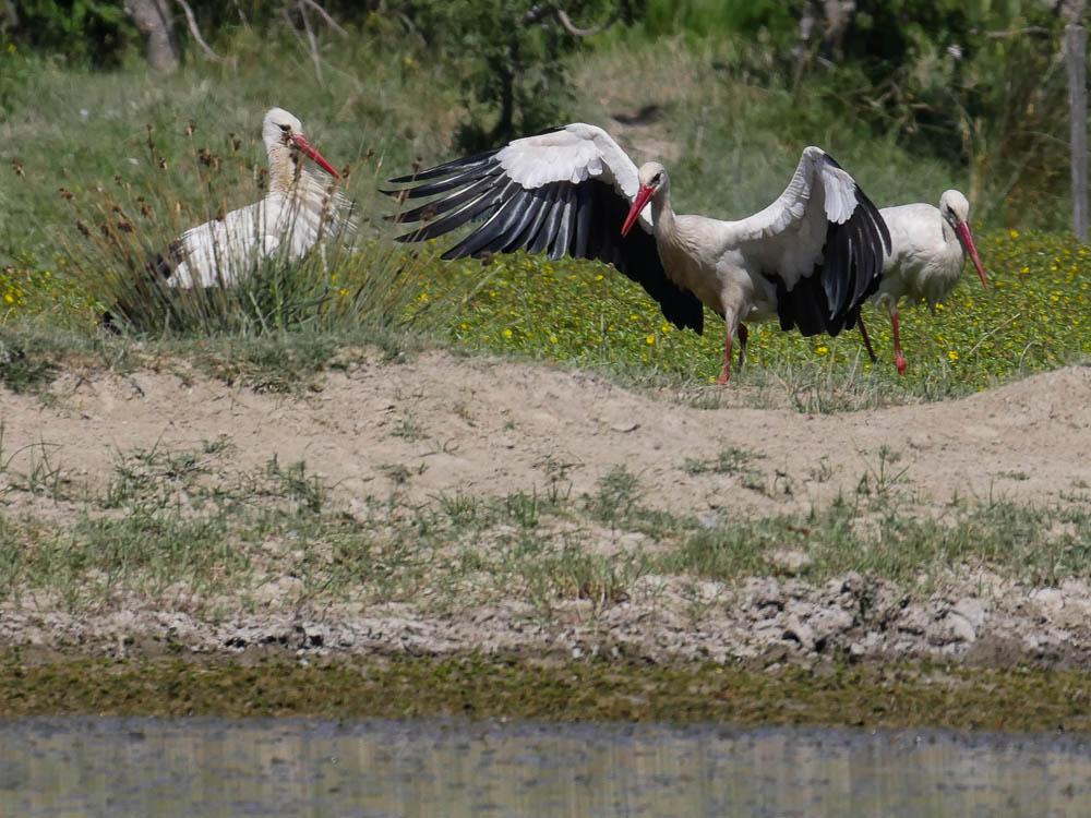 Cigogne blanche Ciconia ciconia (Linnaeus, 1758)
