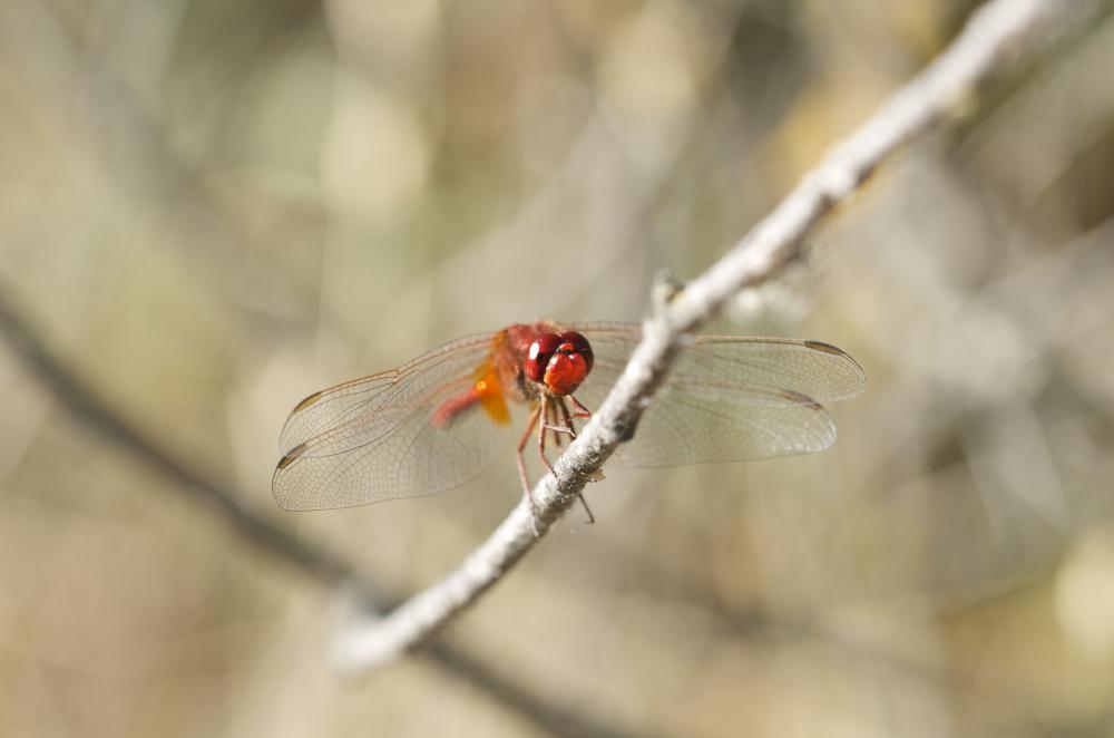 Crocothémis écarlate (Le) Crocothemis erythraea (Brullé, 1832)