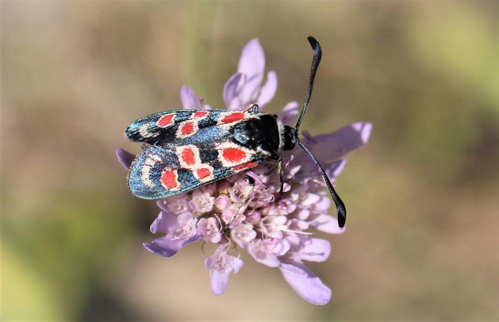 Zygène d'Occitanie (La), Zygène occitane (La), Zyg Zygaena occitanica (Villers, 1789)