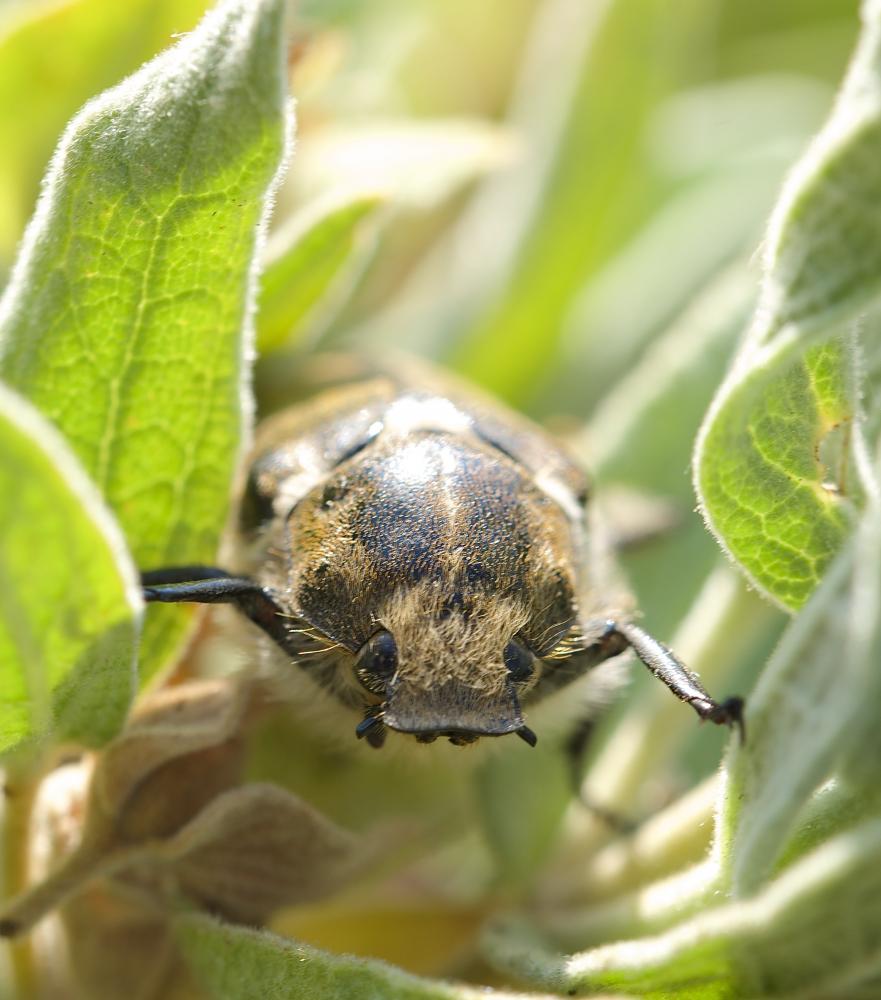 Anoxia villosa (Fabricius, 1782)