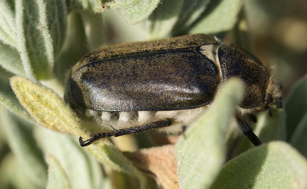Anoxia villosa (Fabricius, 1782)