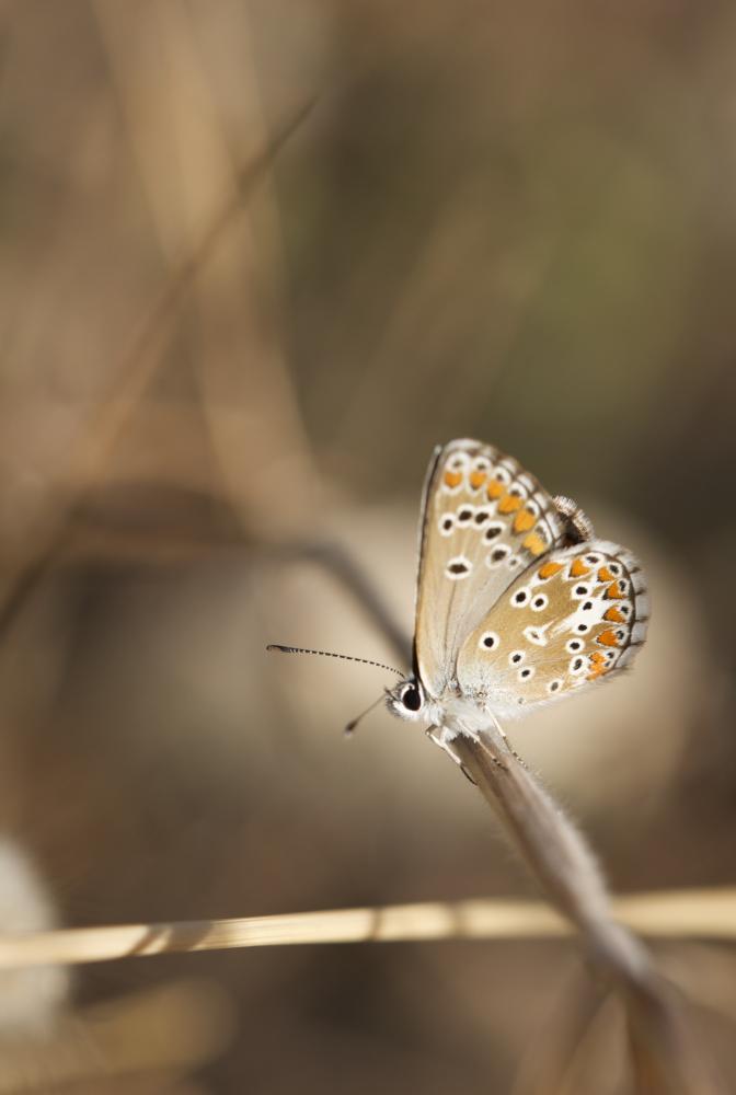 Collier-de-corail (Le), Argus brun (L') Aricia agestis (Denis & Schiffermüller, 1775)