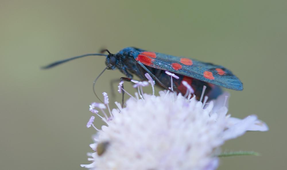 Zygène de la Coronille variée (La), Zygène de la C Zygaena ephialtes (Linnaeus, 1767)