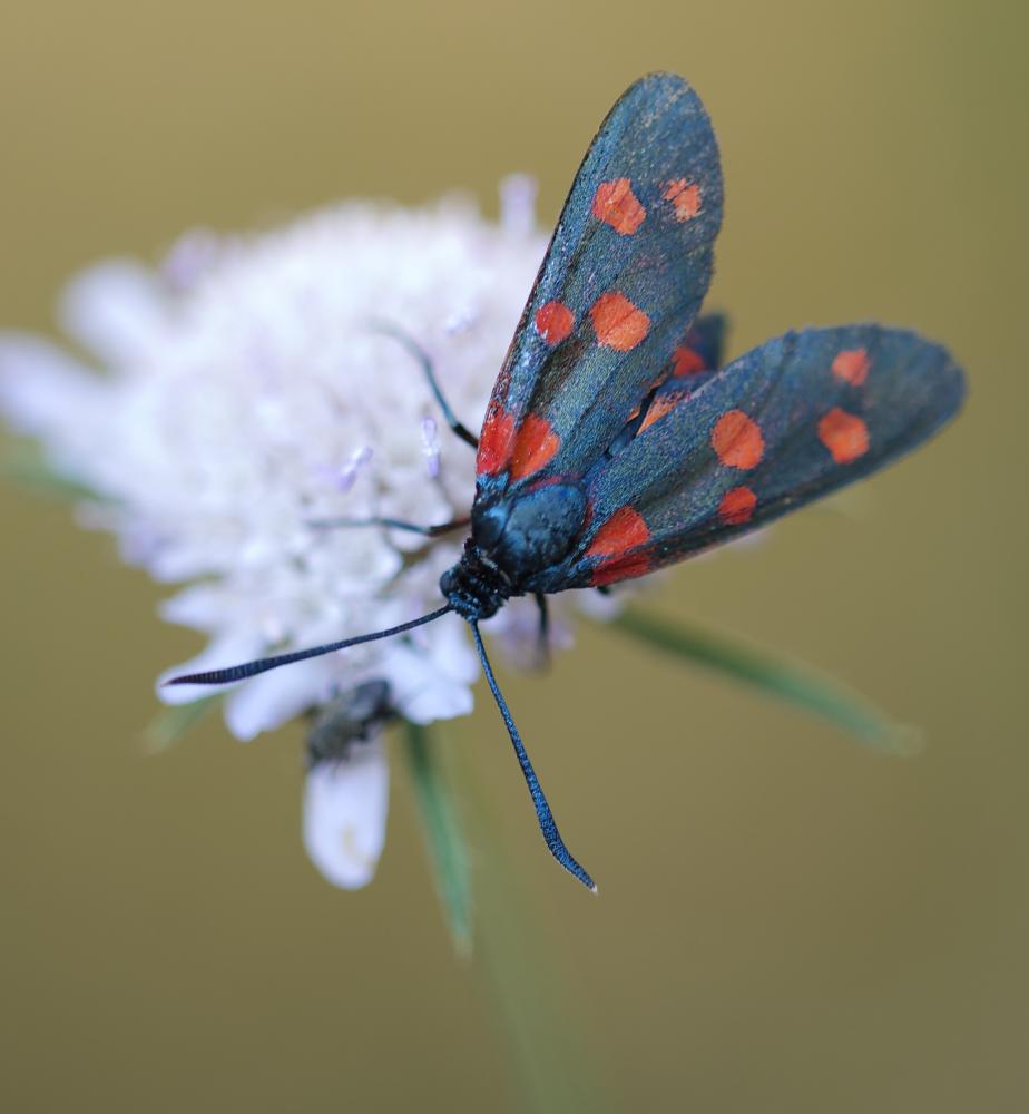 Zygène de la Coronille variée (La), Zygène de la C Zygaena ephialtes (Linnaeus, 1767)