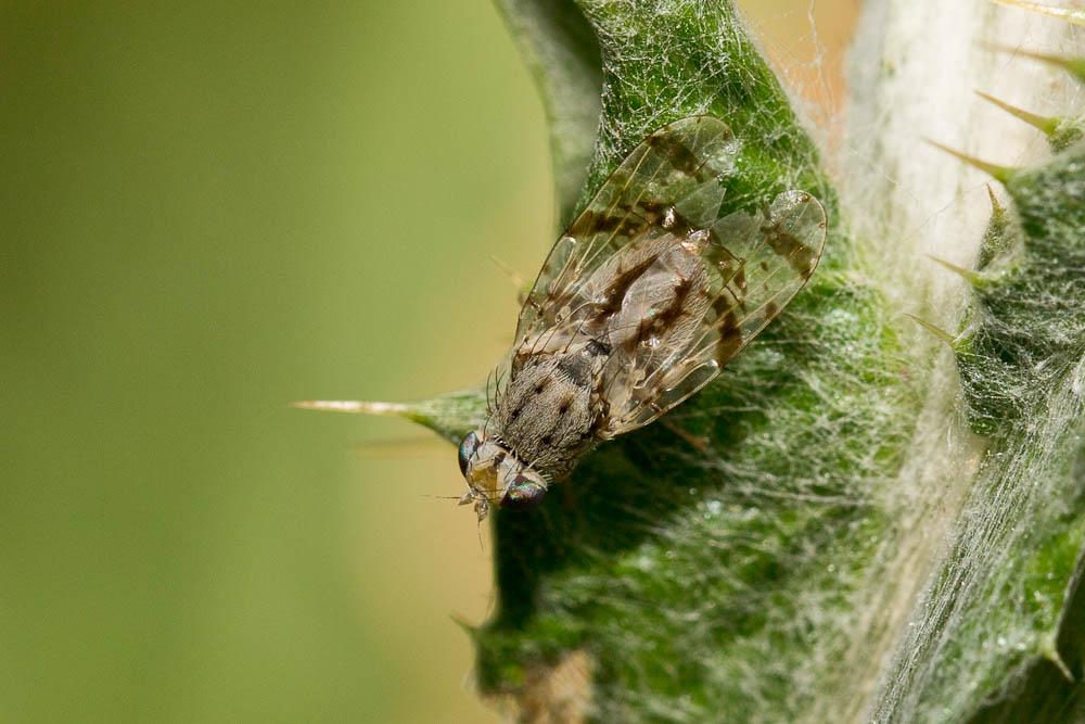 Tephritis postica (Loew, 1844)