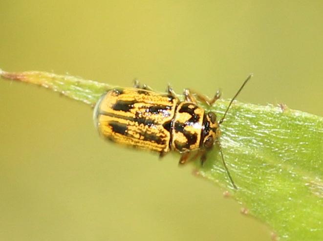  Pachybrachis hieroglyphicus Laicharting, 1781