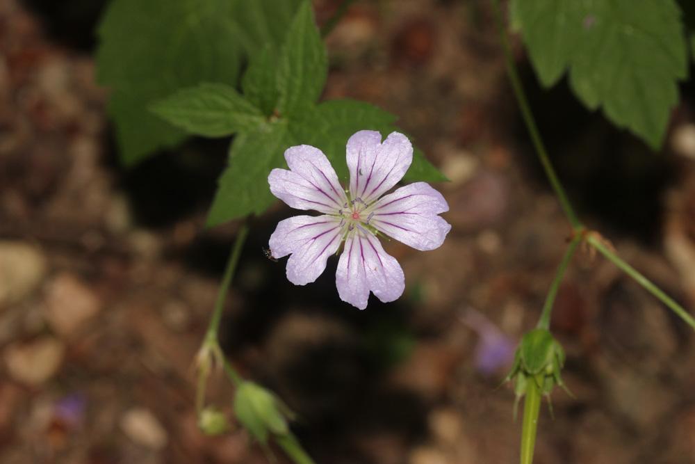 Géranium noueux Geranium nodosum L., 1753