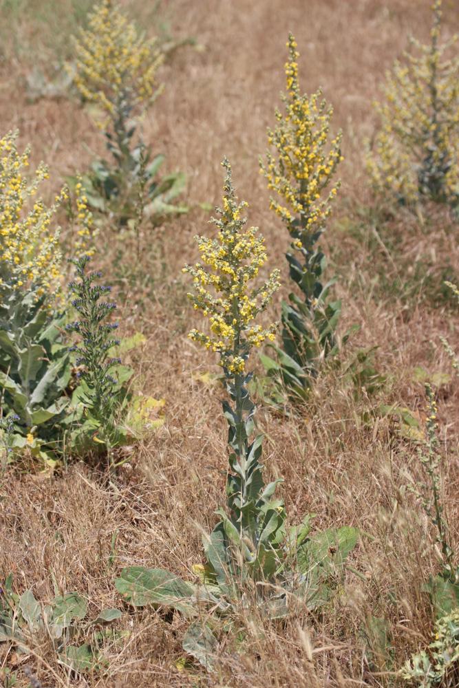 Molène pulvérulente Verbascum pulverulentum Vill., 1779