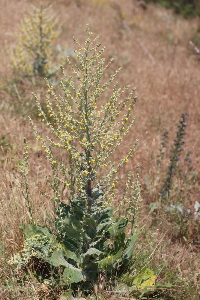 Molène pulvérulente Verbascum pulverulentum Vill., 1779