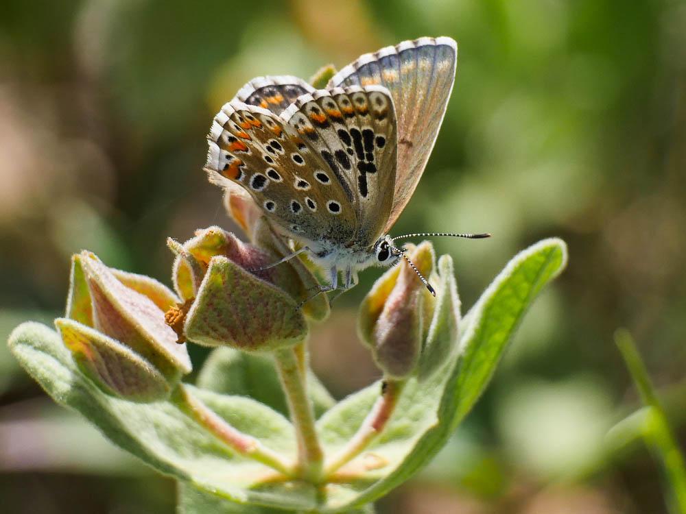 Le Azuré bleu-céleste (L'), Bel-Argus (Le), Argus ble Lysandra bellargus (Rottemburg, 1775)