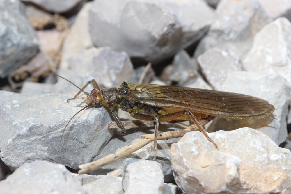 Perlidae Latreille, 1802
