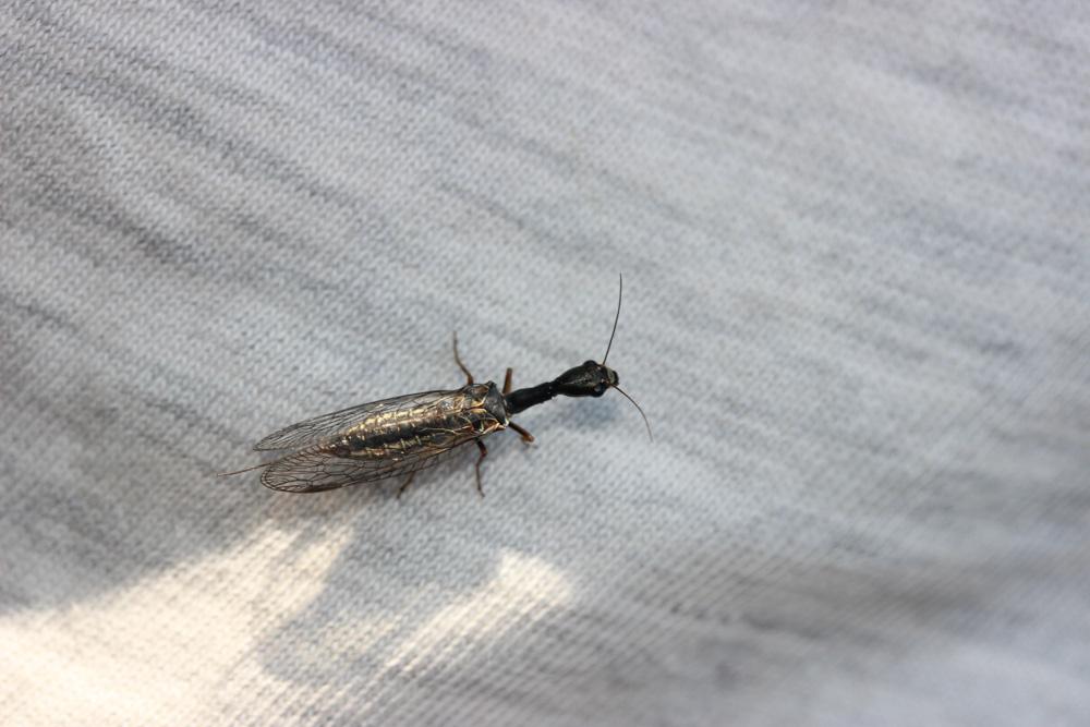 Raphidiidae