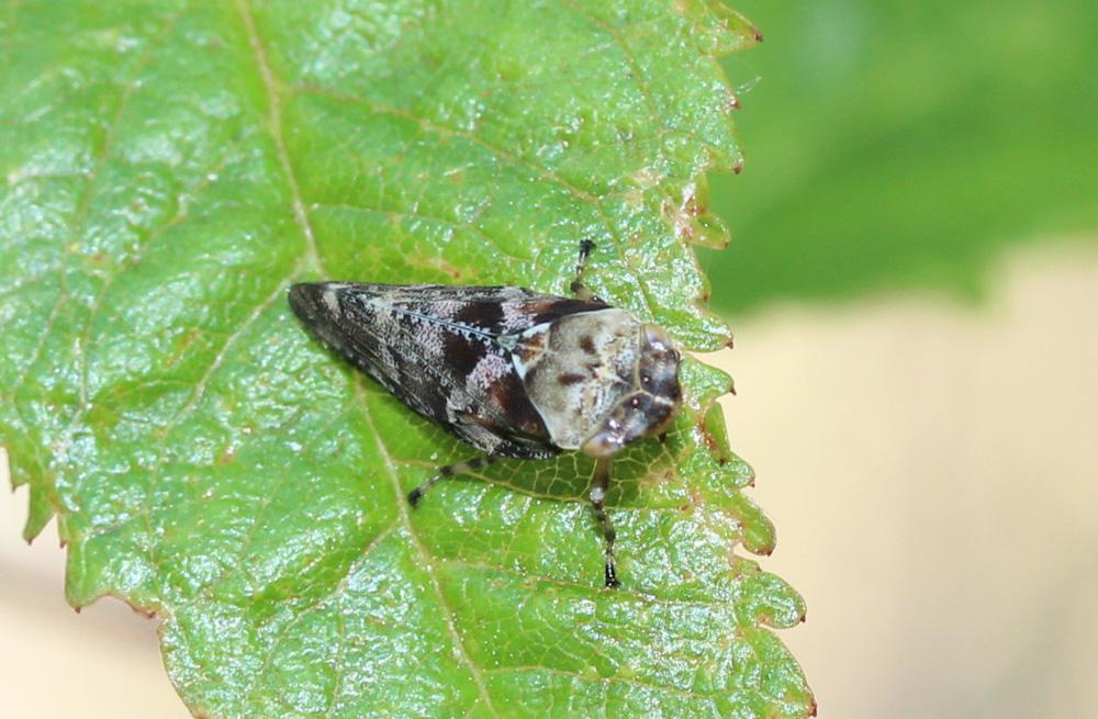  Aphrophora corticea (Germar, 1821)