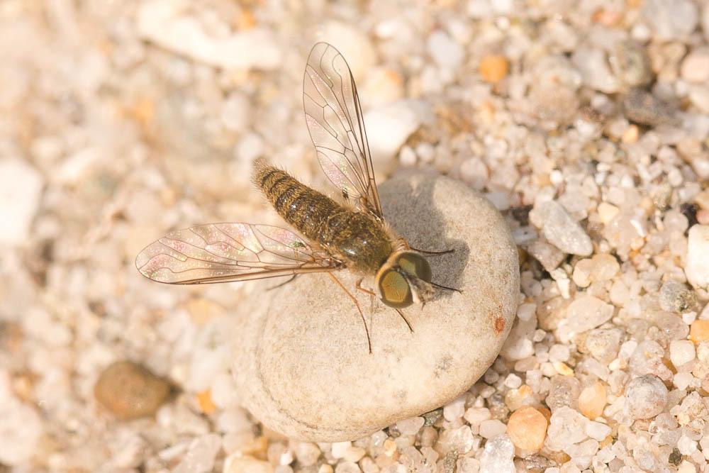 Petrorossia hespera (Rossi, 1790)