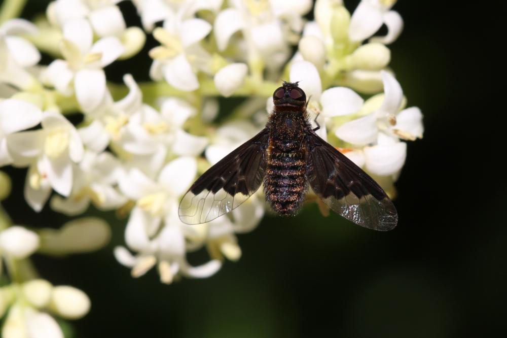 Le  Hemipenthes morio (Linnaeus, 1758)