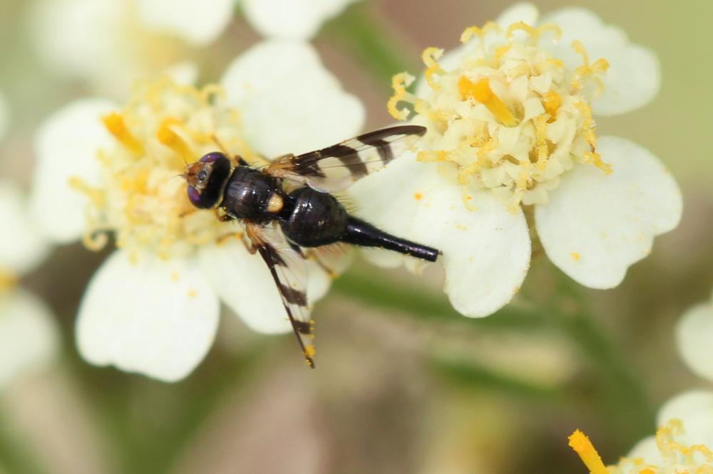 Urophora quadrifasciata (Meigen, 1826)
