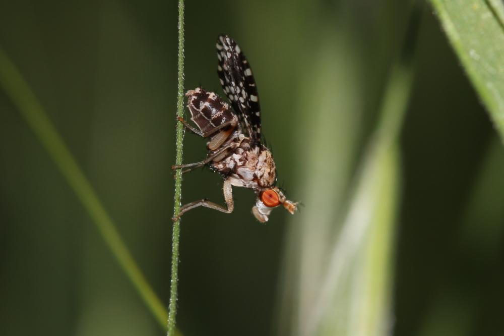  Trypetoptera punctulata (Scopoli, 1763)