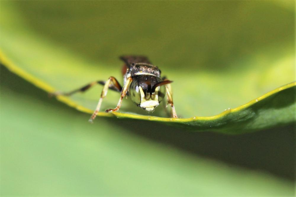 Harpactus affinis (Spinola, 1808)