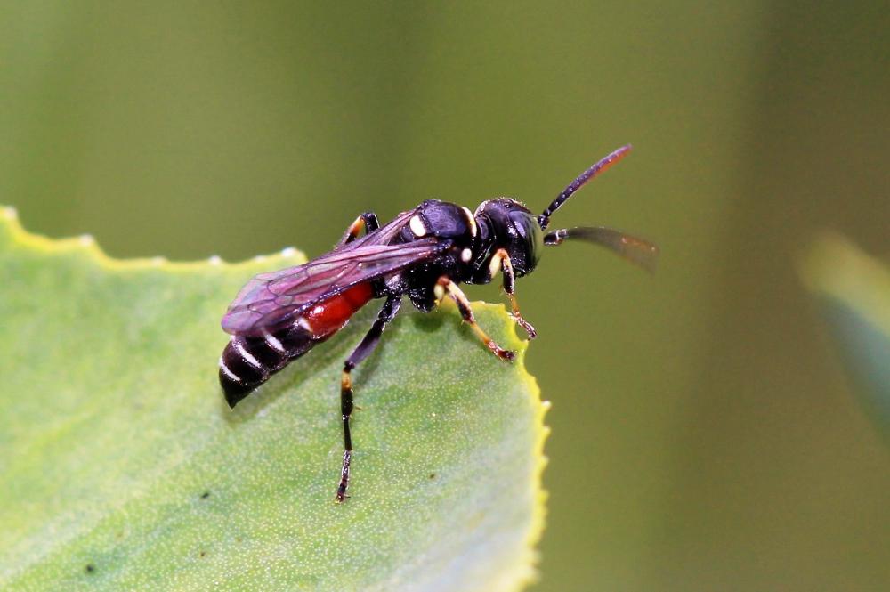 Harpactus affinis (Spinola, 1808)