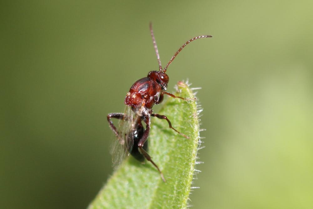 Figitidae Thomson, 1862