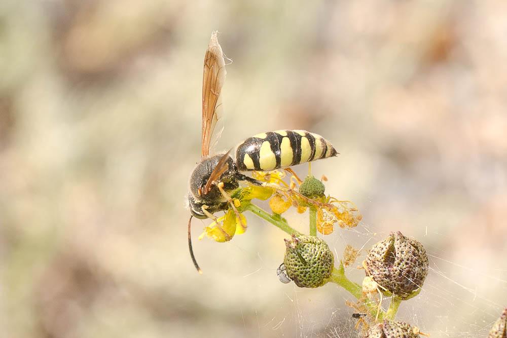  Stizus fasciatus (Fabricius, 1781)