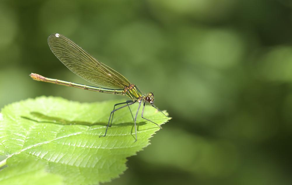 Caloptéryx occitan Calopteryx xanthostoma (Charpentier, 1825)
