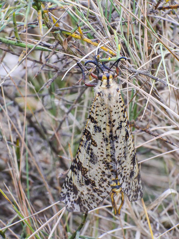 Palpares libelluloides (Linnaeus, 1764)