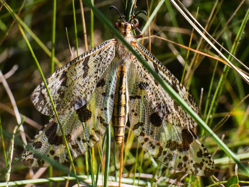  Palpares libelluloides (Linnaeus, 1764)