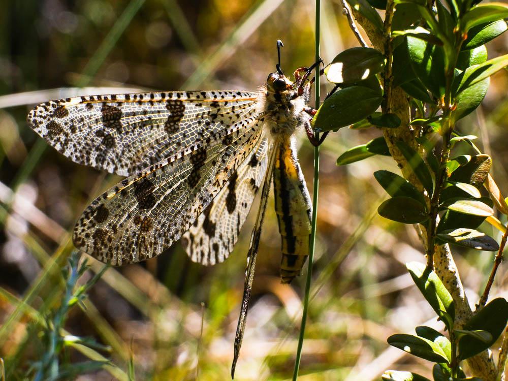  Palpares libelluloides (Linnaeus, 1764)