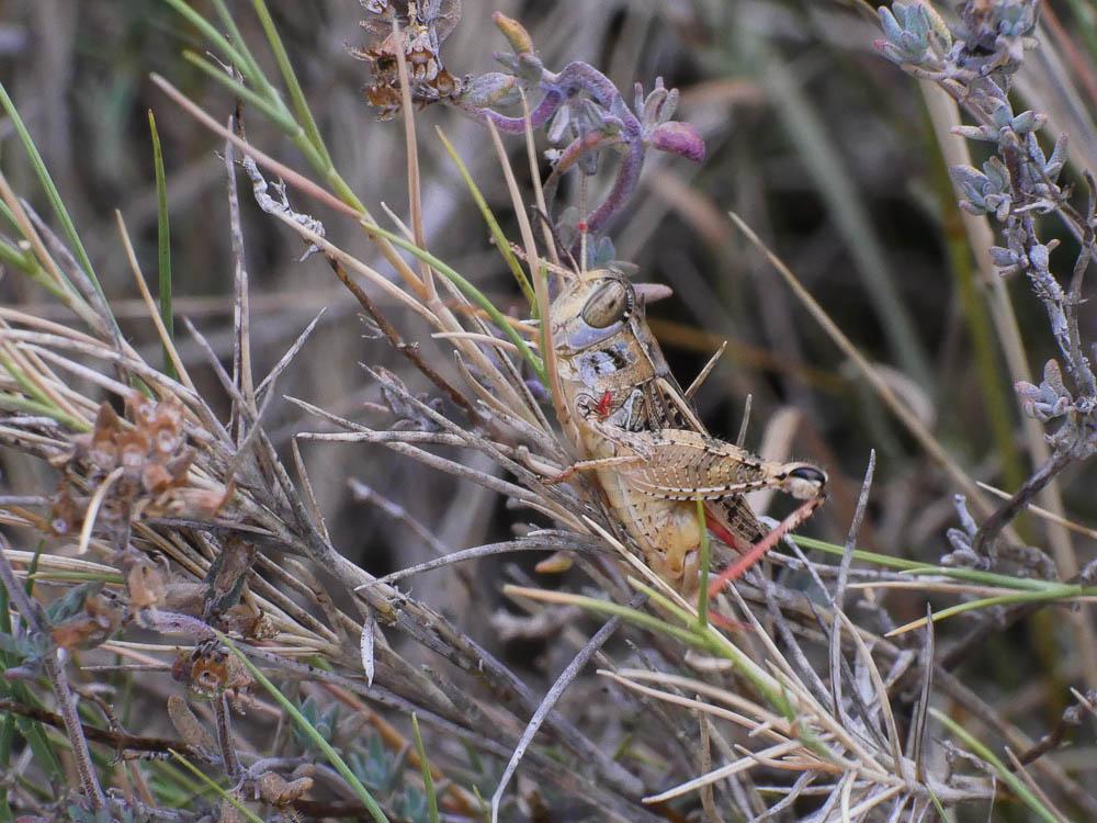 Caloptène occitan Calliptamus wattenwylianus (Pantel, 1896)