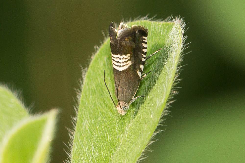Grapholita compositella (Fabricius, 1775)