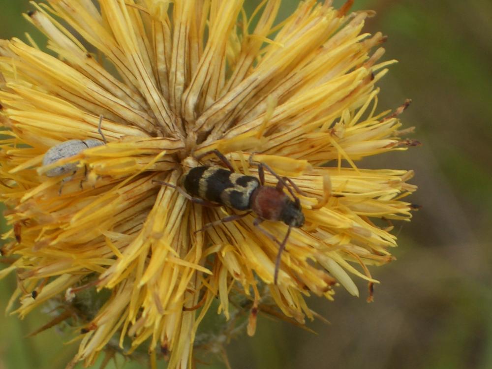 Chlorophorus trifasciatus (Fabricius, 1781)