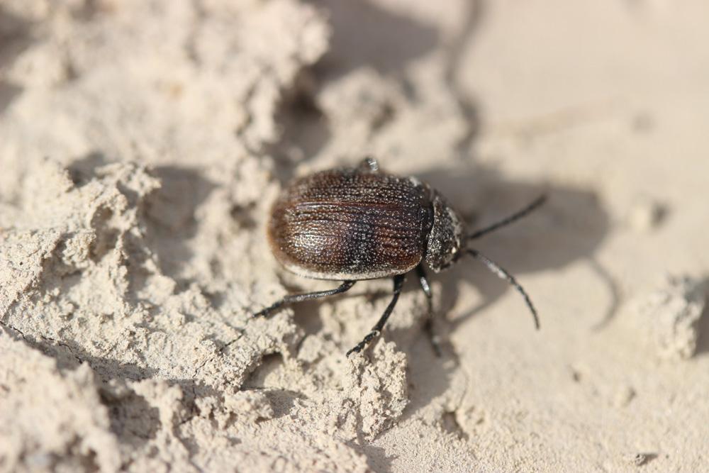 Galeruca pomonae (Scopoli, 1763)