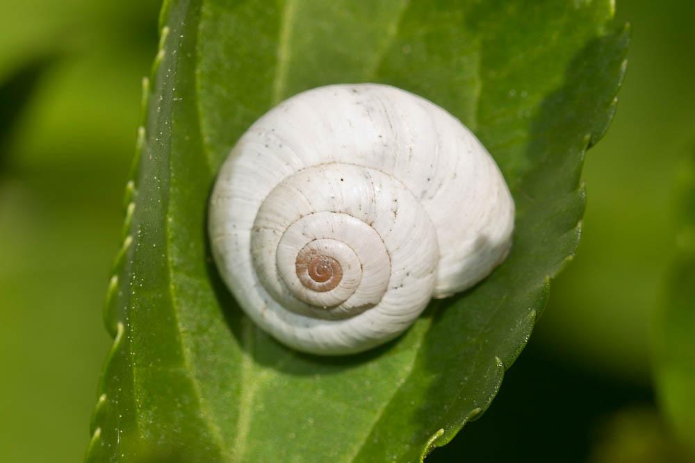 Hélicelle des Balkans Xeropicta derbentina (Krynicki, 1836)