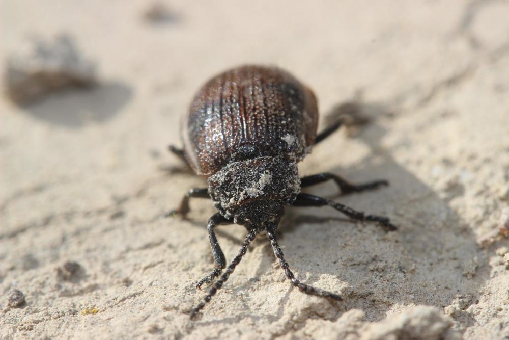  Galeruca pomonae (Scopoli, 1763)