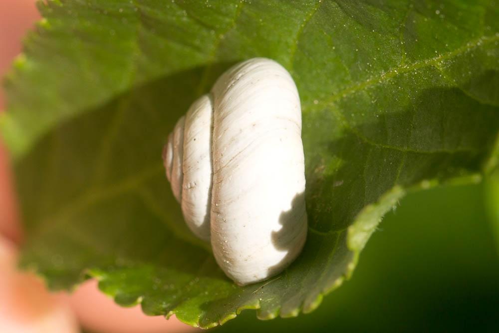 Hélicelle des Balkans Xeropicta derbentina (Krynicki, 1836)