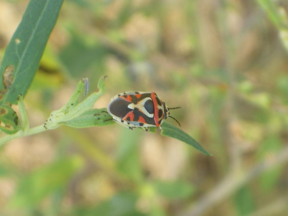 Eurydema ornata (Linnaeus, 1758)