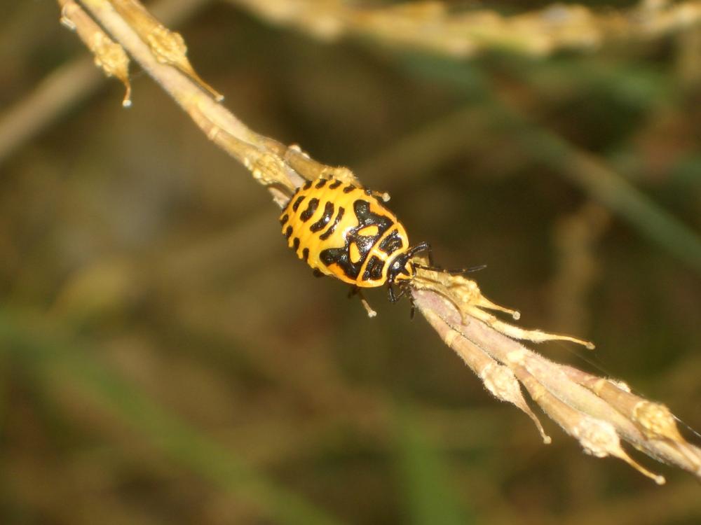 Eurydema ornata (Linnaeus, 1758)