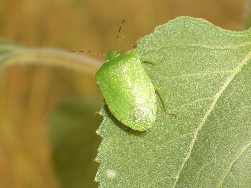 Punaise verte ponctuée Nezara viridula (Linnaeus, 1758)