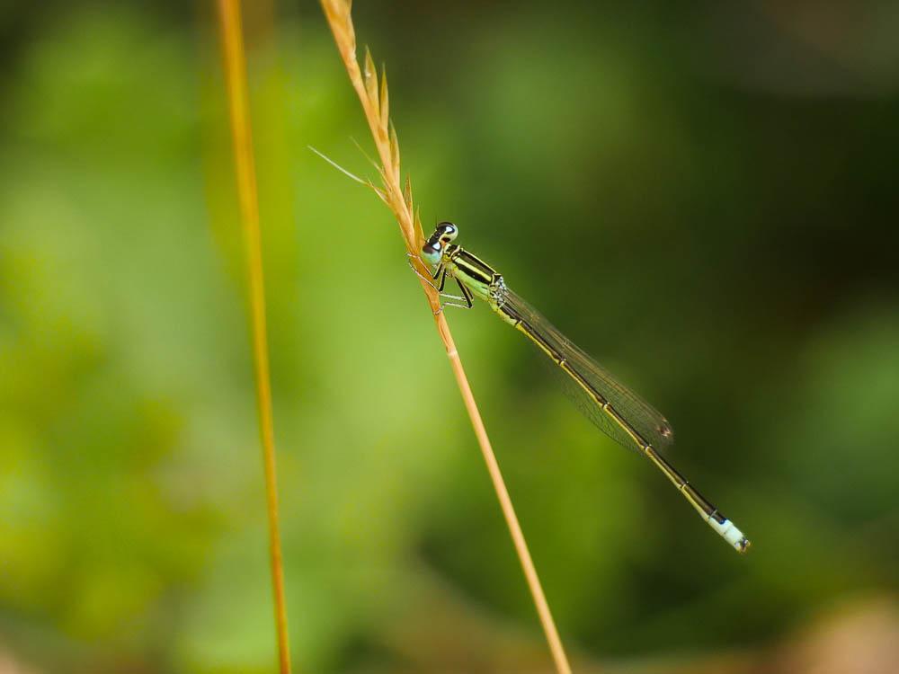 Agrion nain (L') Ischnura pumilio (Charpentier, 1825)